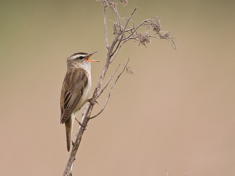 Acrocephalus schoenobaenus Sedge Warbler Rietzanger